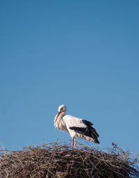 Side view of bird in nest against clear blue sky