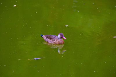 Duck swimming in a lake