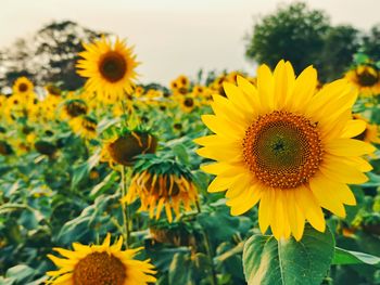 Close-up of sunflower