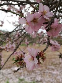 Close-up of cherry blossom