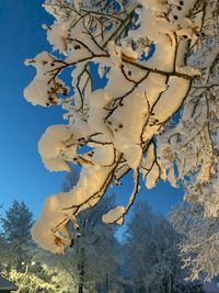 Low angle view of flowering tree against blue sky