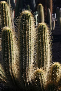 Close-up of succulent plant