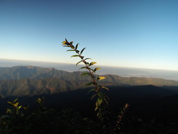 nature
