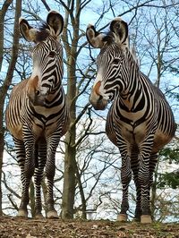 Zebras standing on a tree