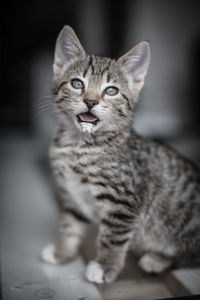 Portrait of cat sitting on floor