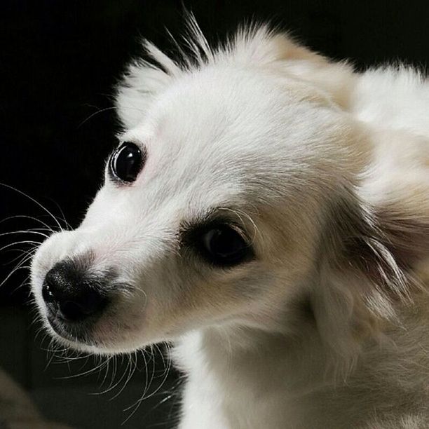 one animal, animal themes, pets, domestic animals, mammal, dog, indoors, close-up, animal head, black background, studio shot, animal body part, animal hair, looking away, portrait, no people, white color, snout, focus on foreground