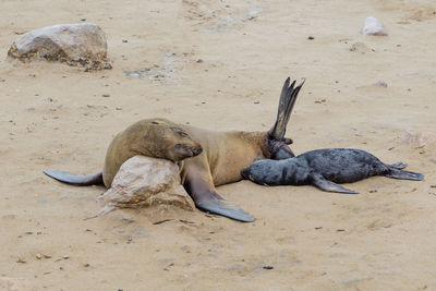 A female seal with young at cape cross, a seal reserve at the coast of namibia