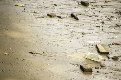 High angle view of sheep in water