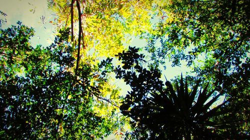 Low angle view of trees against sky