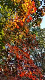 Low angle view of autumn trees