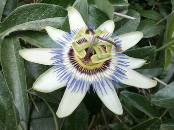 Close-up of purple flower