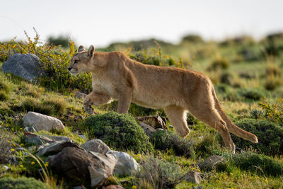 Lioness standing on rock