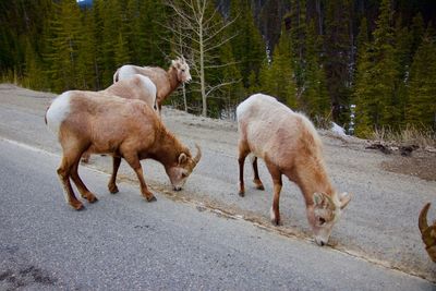 Two dogs walking on road