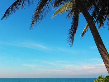 Low angle view of palm tree by sea against sky