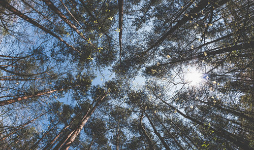 Low angle view of trees against sky