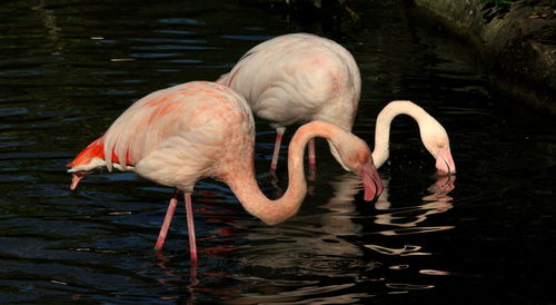 Side view of two ducks in lake
