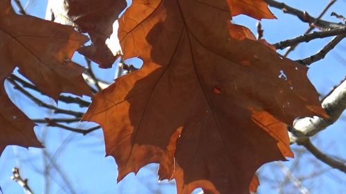 Low angle view of leaf