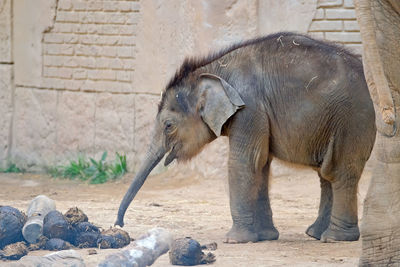 Side view of elephant in zoo