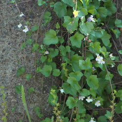 High angle view of plants growing on land