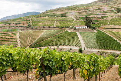 High angle view of vineyard against sky