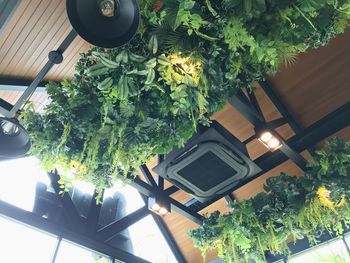 Low angle view of potted plants outside building