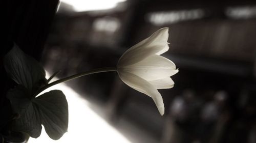 Close-up of flowers