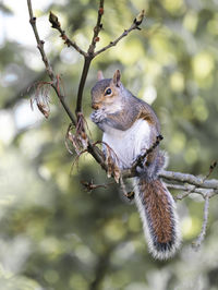 Close-up of squirrel on tree