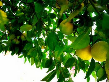 Close-up of fruits hanging on tree