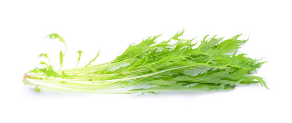 Close-up of leaf against white background