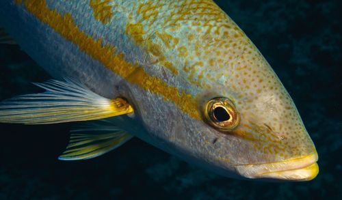 Close-up of fish swimming in sea