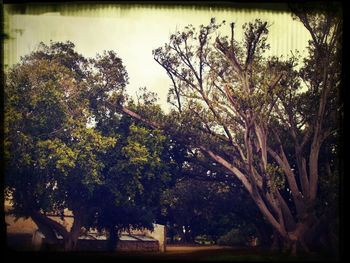 Low angle view of trees against sky