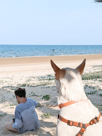 White dog standing at beach.