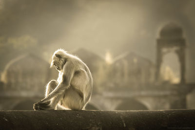 Close-up of sitting on wall against sky