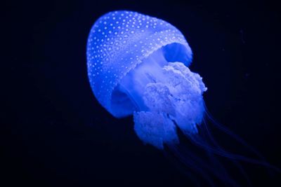 Close-up of jellyfish swimming in sea