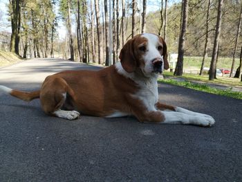 Dog sitting on road