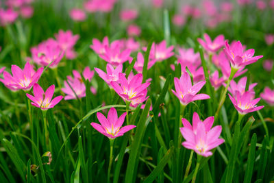 Pink rain lily petals on green linear leaf, corolla blooming know as rainflower