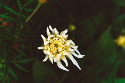 Close-up of white flower blooming outdoors