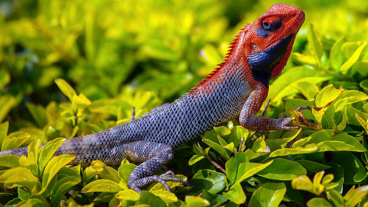 one animal, animal themes, animal, animal wildlife, animals in the wild, vertebrate, plant, reptile, green color, lizard, plant part, close-up, nature, no people, leaf, focus on foreground, day, growth, outdoors, side view, animal head, animal scale