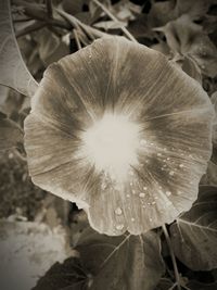 Close-up of flower