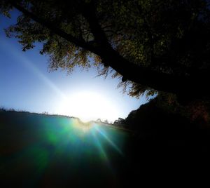 Low angle view of sunlight streaming through trees