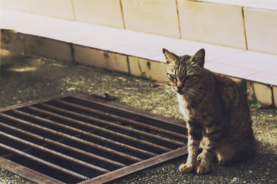 Close-up portrait of cat sitting outdoors