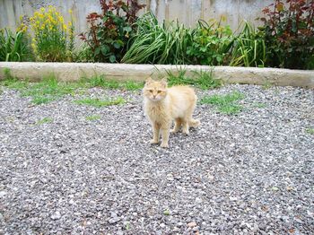 High angle view of cat on field