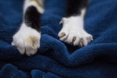 Cropped image of cat on bed