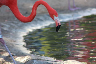 Close-up of bird by river