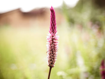 Close-up of pink flowering plant on field