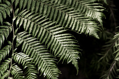 Close-up of fern leaves