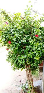 Close-up of red flowering plant in yard