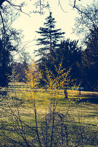 Trees on field