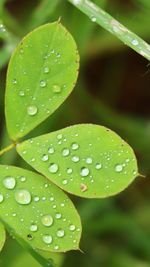 Close-up of raindrops on leaves