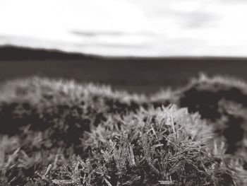 Close-up of plants against sky